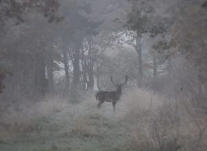 Hirsch bei Frost im Wald
